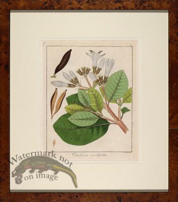 Hayne's Botanical in Burl 17